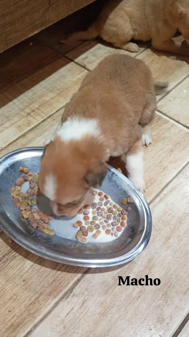 Cachorro raça SRD-ViraLata idade 2 a 6 meses nome não possuem 