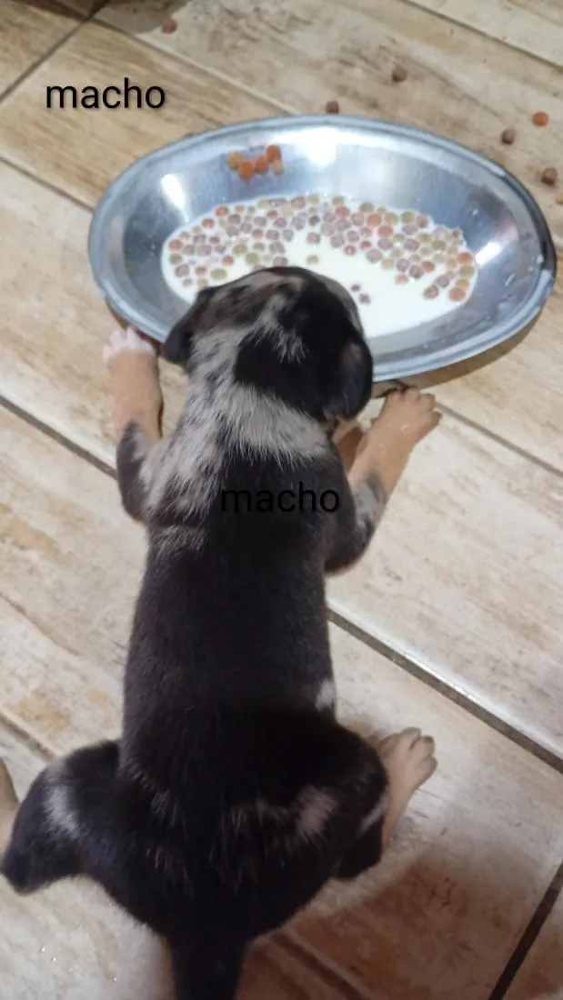 Cachorro raça SRD-ViraLata idade 2 a 6 meses nome não possuem 