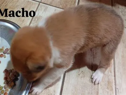 Cachorro raça SRD-ViraLata idade 2 a 6 meses nome não possuem 