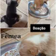 não possuem 