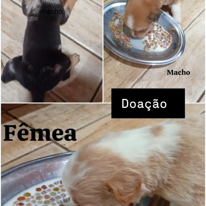 Cachorro raça SRD-ViraLata idade 2 a 6 meses nome não possuem 