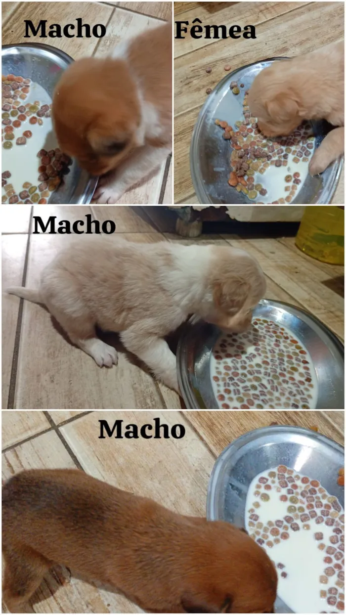 Cachorro raça SRD-ViraLata idade 2 a 6 meses nome não possuem 