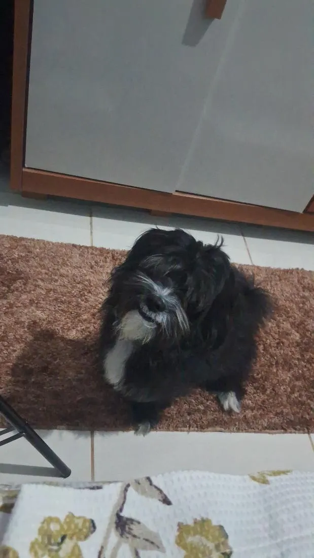 Cachorro raça Lhasa Apso idade 2 anos nome Billy