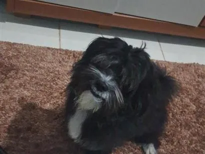 Cachorro raça Lhasa Apso idade 2 anos nome Billy