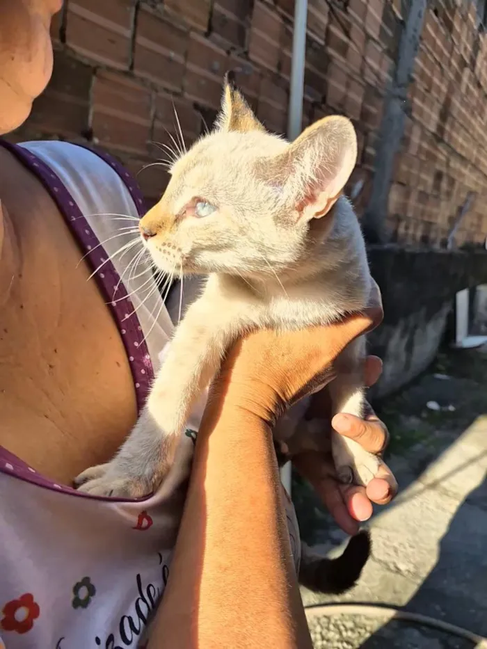 Gato raça SRD-ViraLata idade 2 a 6 meses nome lua