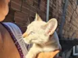 lua