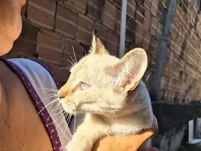 Gato raça SRD-ViraLata idade 2 a 6 meses nome lua