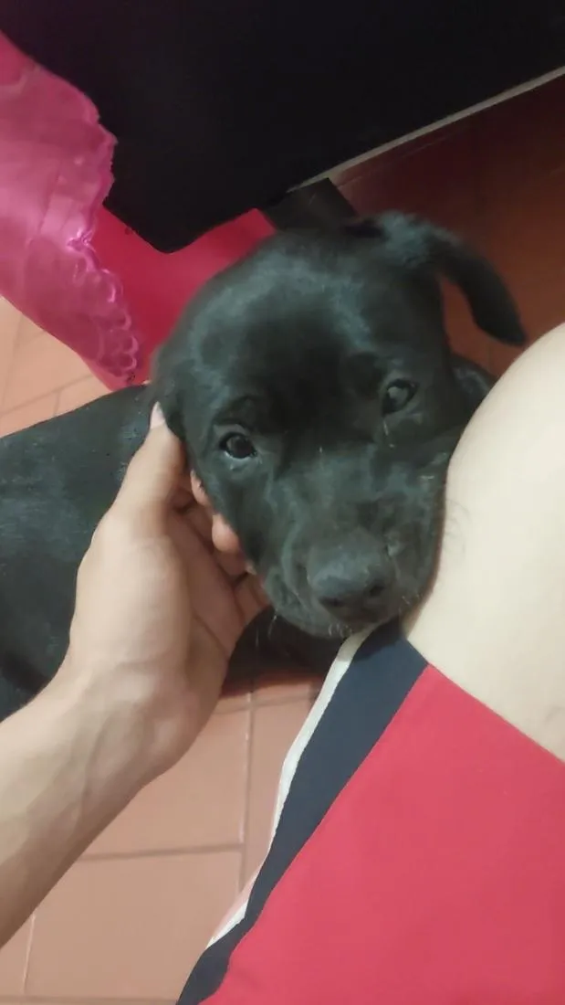 Cachorro raça Pit-Bull idade 2 a 6 meses nome Spike