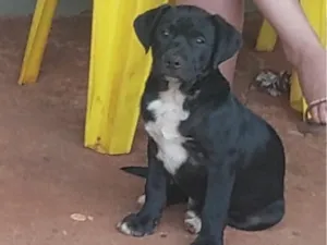 Cachorro raça Pit-Bull idade 2 a 6 meses nome Spike