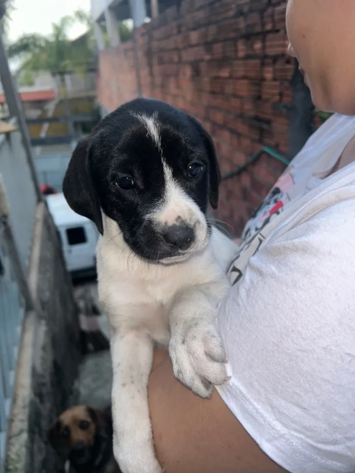 Cachorro raça SRD-ViraLata idade Abaixo de 2 meses nome Filhote Fêmea 