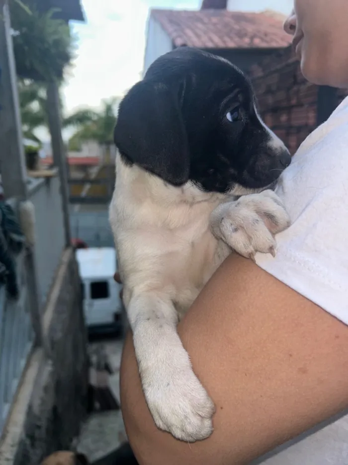 Cachorro raça SRD-ViraLata idade Abaixo de 2 meses nome Filhote Fêmea 