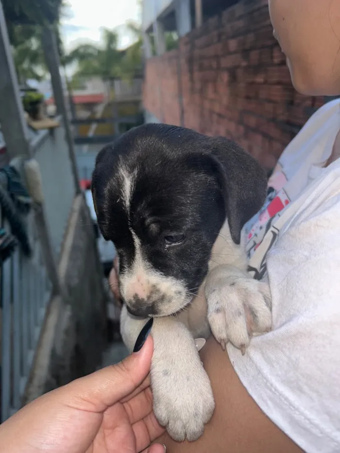 Cachorro raça SRD-ViraLata idade Abaixo de 2 meses nome Filhote Fêmea 