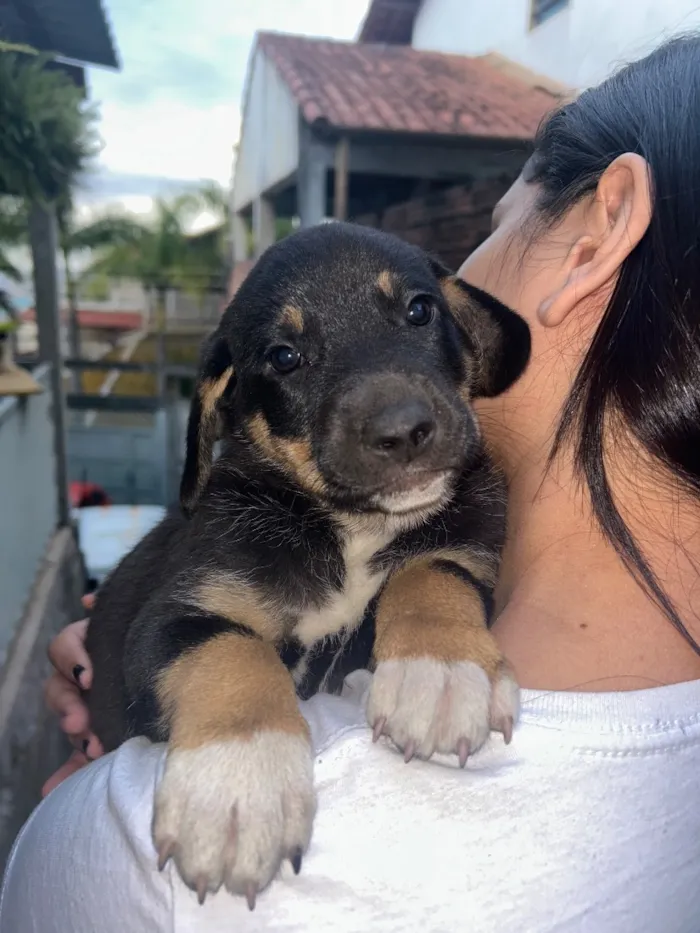 Cachorro raça SRD-ViraLata idade Abaixo de 2 meses nome Filhote Macho