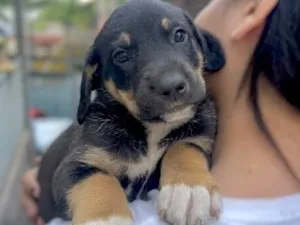 Cachorro raça SRD-ViraLata idade Abaixo de 2 meses nome Filhote Macho