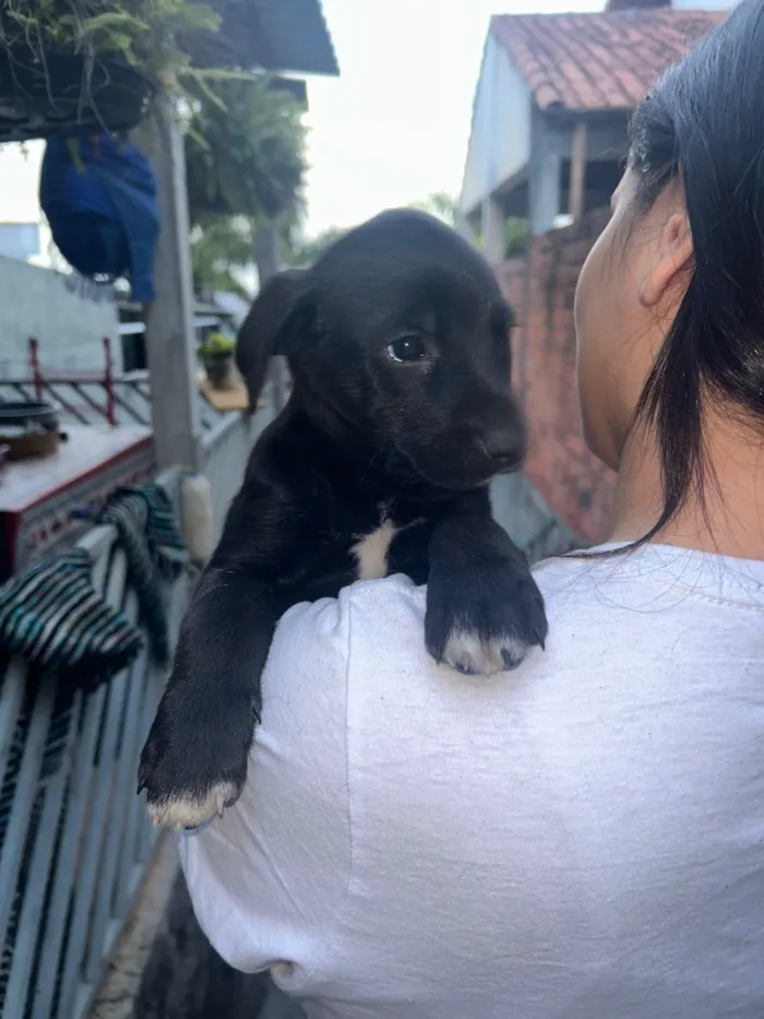Cachorro raça SRD-ViraLata idade Abaixo de 2 meses nome Filhote Macho
