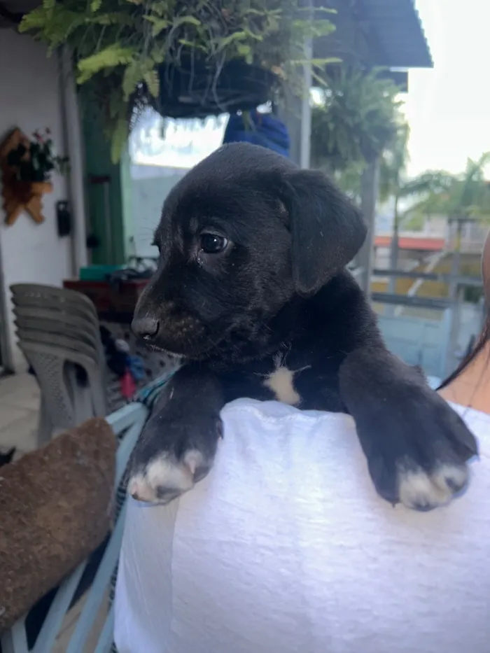 Cachorro raça SRD-ViraLata idade Abaixo de 2 meses nome Filhote Macho