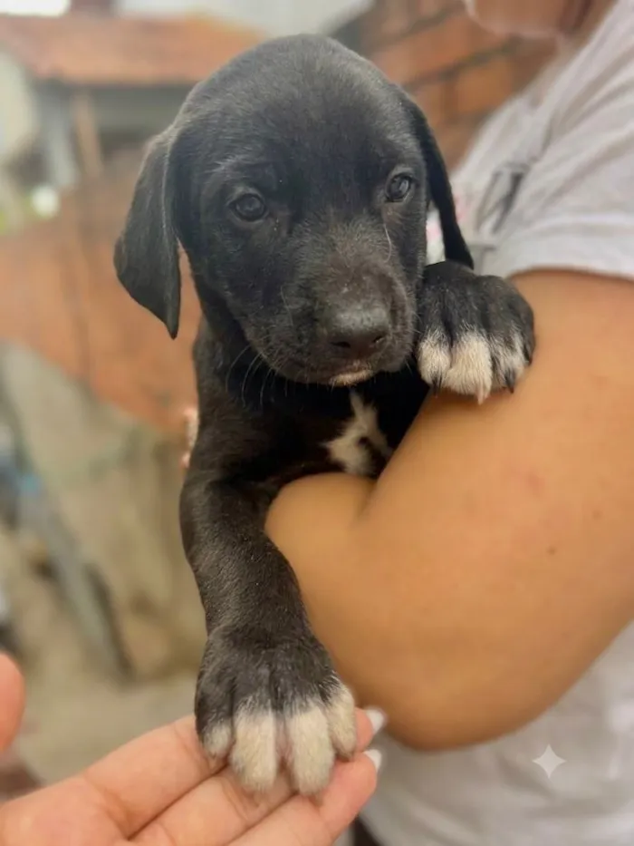 Cachorro raça SRD-ViraLata idade Abaixo de 2 meses nome Filhote macho 