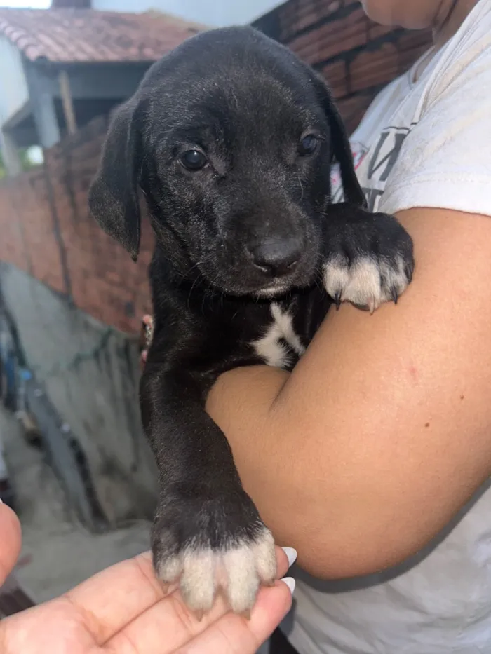 Cachorro raça SRD-ViraLata idade Abaixo de 2 meses nome Filhote macho 