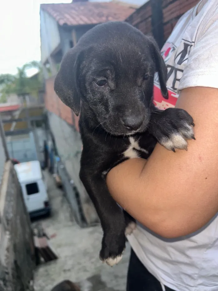 Cachorro raça SRD-ViraLata idade Abaixo de 2 meses nome Filhote macho 