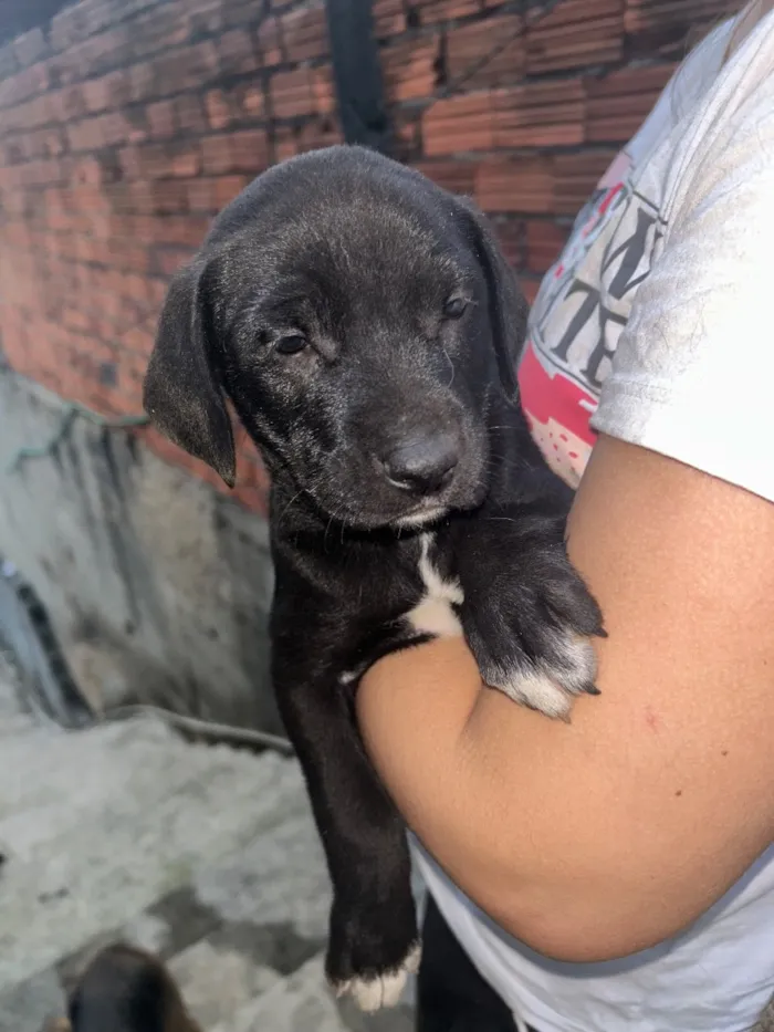 Cachorro raça SRD-ViraLata idade Abaixo de 2 meses nome Filhote macho 
