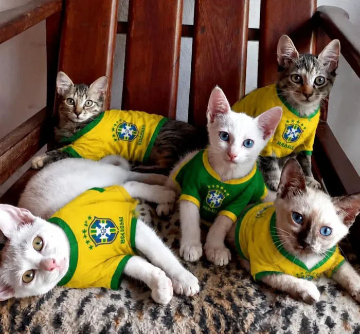 Gato raça SRD-ViraLata idade 2 a 6 meses nome ainda sem nome