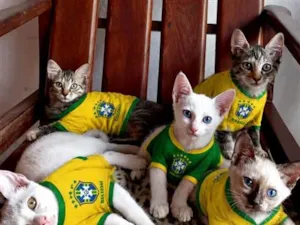 Gato raça SRD-ViraLata idade 2 a 6 meses nome ainda sem nome