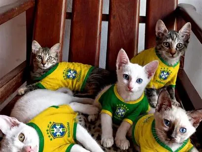 Gato raça SRD-ViraLata idade 2 a 6 meses nome ainda sem nome