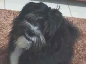 Cachorro raça Lhasa Apso idade 2 anos nome Billy