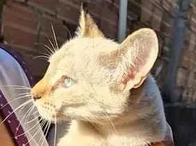 Gato raça SRD-ViraLata idade 2 a 6 meses nome lua