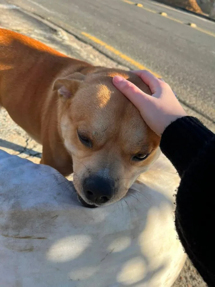 Cachorro raça SRD-ViraLata idade 2 anos nome S/ NOME