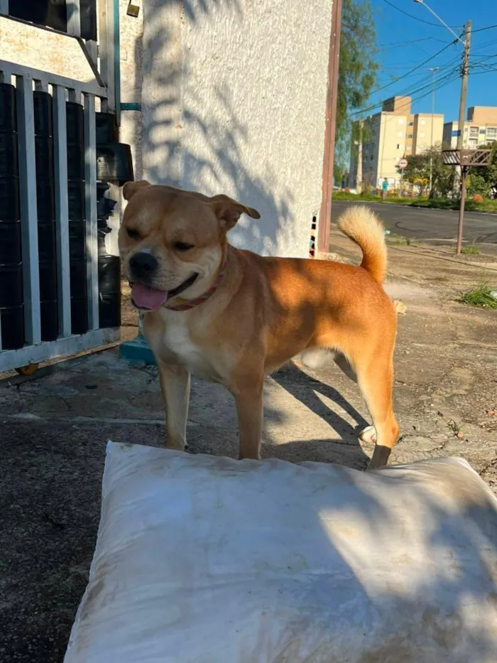 Cachorro raça SRD-ViraLata idade 2 anos nome S/ NOME