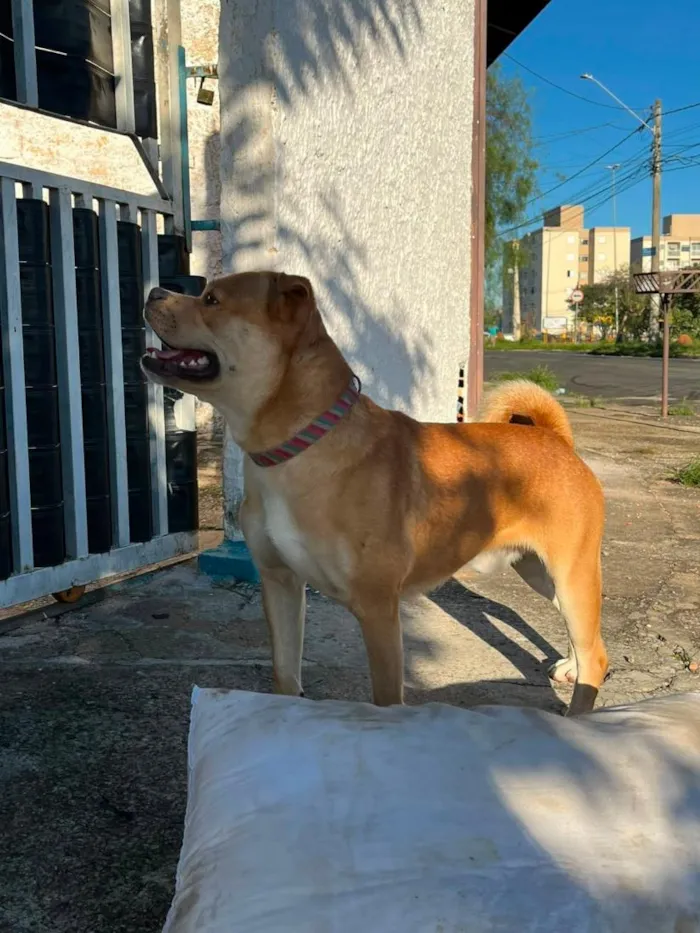 Cachorro raça SRD-ViraLata idade 2 anos nome S/ NOME