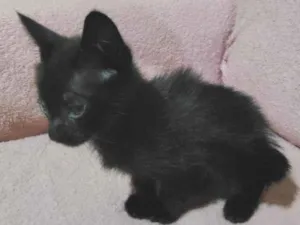 Gato raça SRD-ViraLata idade Abaixo de 2 meses nome ainda não tem nome.