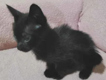Gato raça SRD-ViraLata idade Abaixo de 2 meses nome ainda não tem nome.