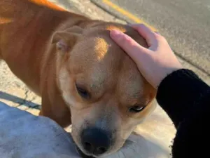 Cachorro raça SRD-ViraLata idade 2 anos nome S/ NOME