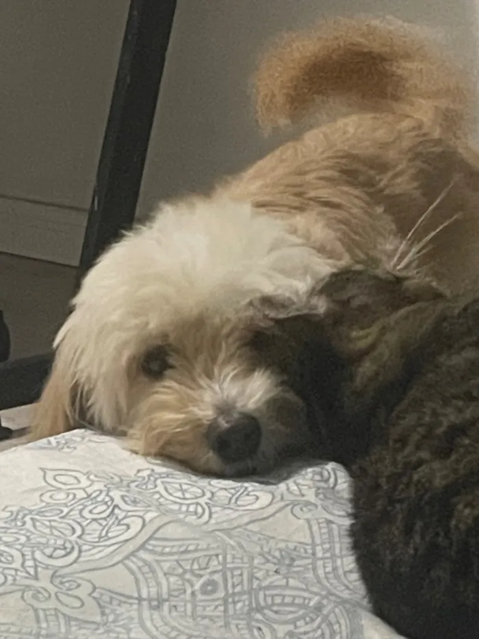Cachorro raça SRD-ViraLata idade 1 ano nome Não tem nome 
