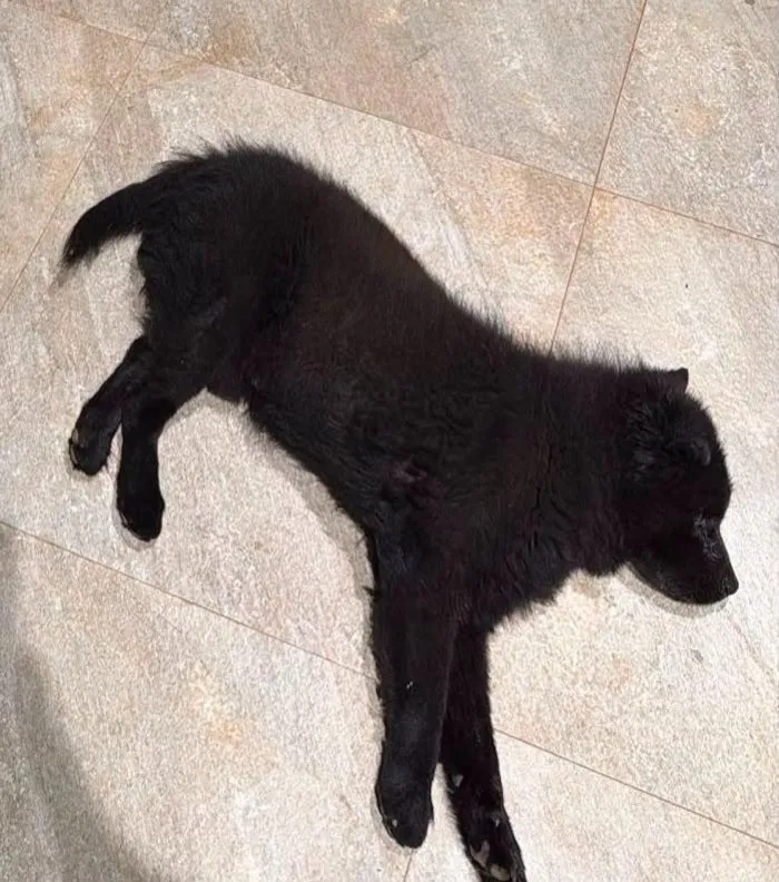 Cachorro raça SRD-ViraLata idade 6 ou mais anos nome Zelão