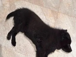 Cachorro raça SRD-ViraLata idade 6 ou mais anos nome Zelão