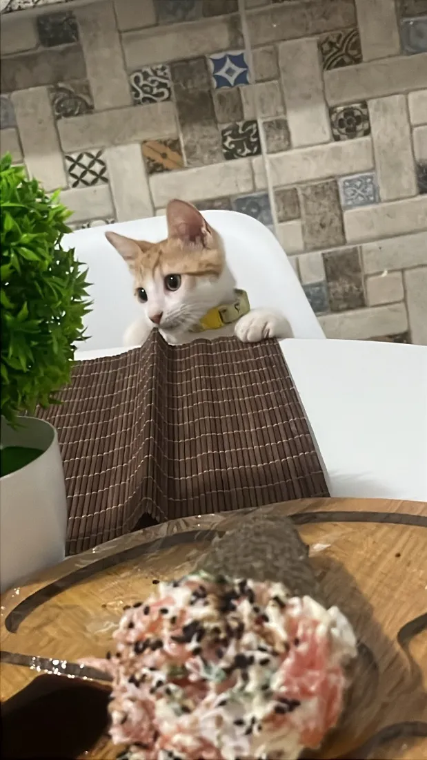 Gato raça SRD-ViraLata idade Abaixo de 2 meses nome Otto