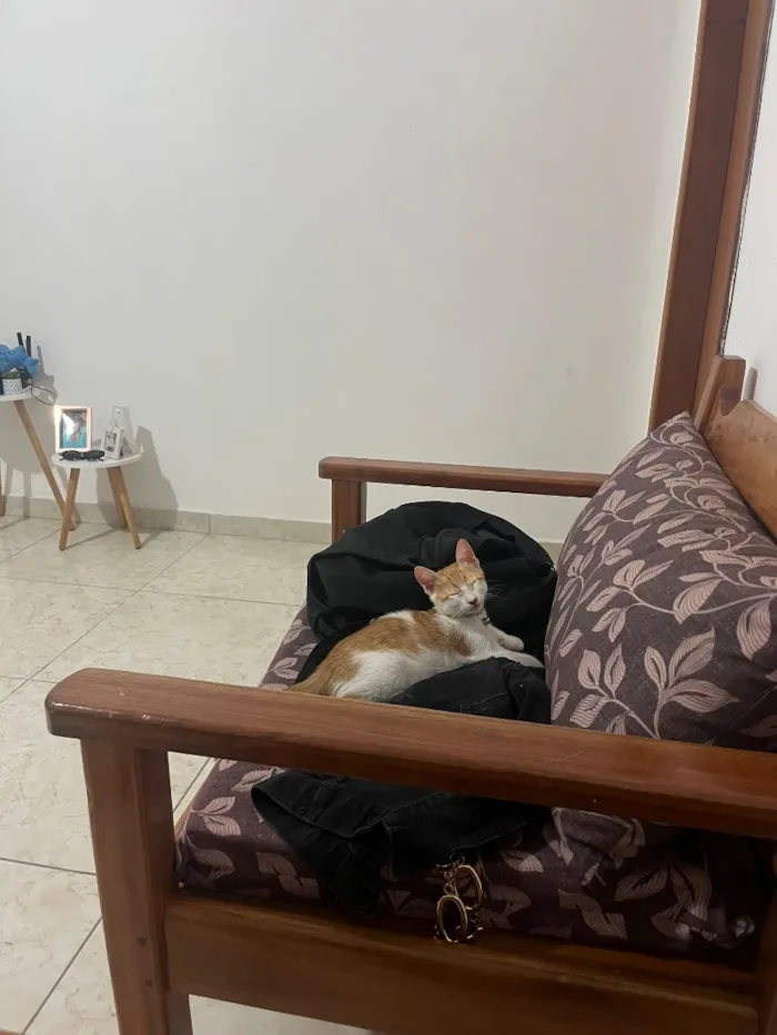 Gato raça SRD-ViraLata idade Abaixo de 2 meses nome Otto