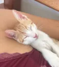 Otto