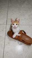 Otto