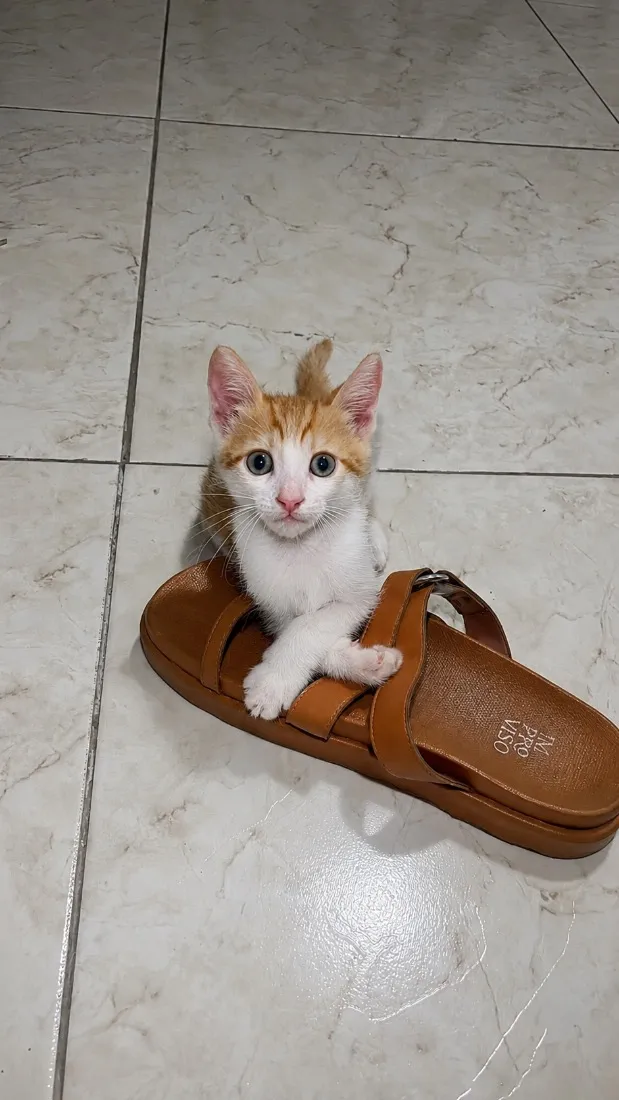 Gato raça SRD-ViraLata idade Abaixo de 2 meses nome Otto