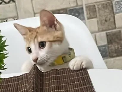 Gato raça SRD-ViraLata idade Abaixo de 2 meses nome Otto