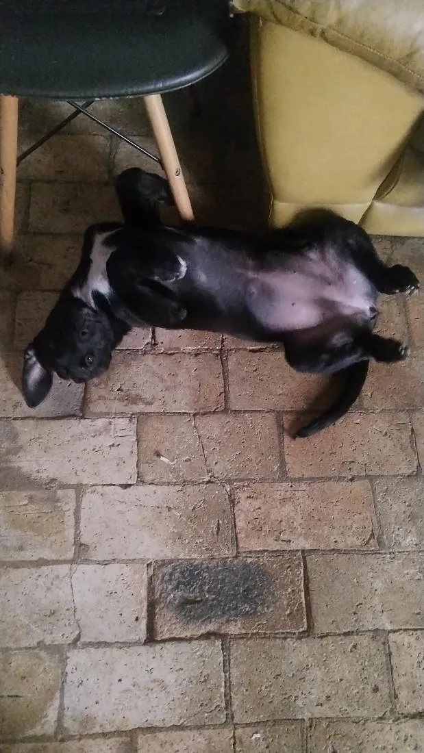 Cachorro raça SRD-ViraLata idade 2 anos nome dorathy e Donatello 