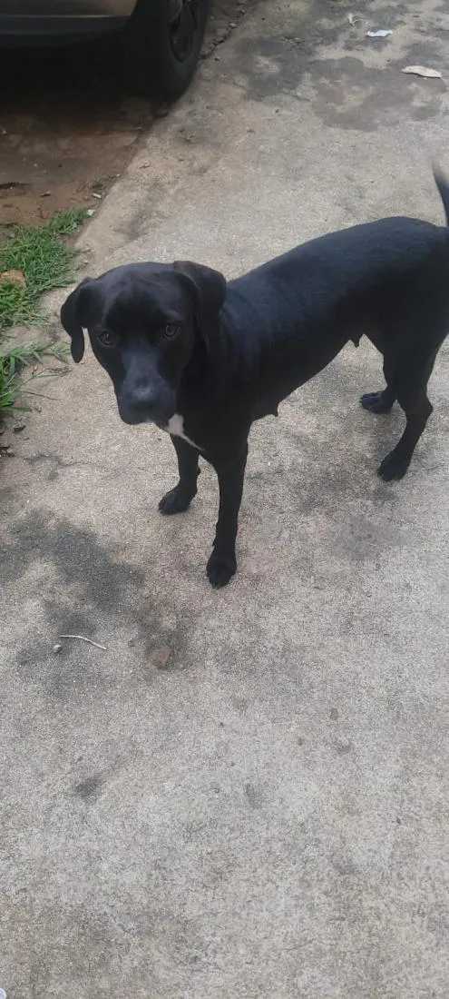 Cachorro raça SRD-ViraLata idade 2 anos nome dorathy e Donatello 