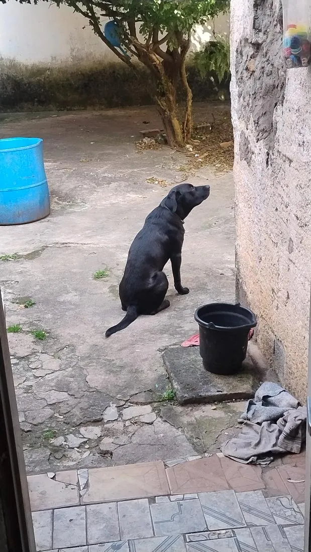 Cachorro raça SRD-ViraLata idade 2 anos nome dorathy e Donatello 