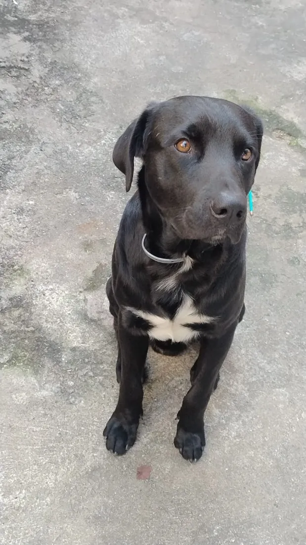 Cachorro raça SRD-ViraLata idade 2 anos nome Donatello