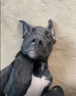 Cachorro raça SRD-ViraLata idade 2 anos nome Donatello
