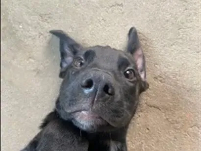 Cachorro raça SRD-ViraLata idade 2 anos nome Donatello